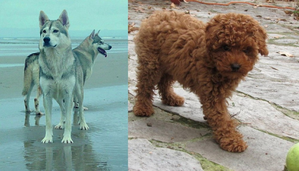 Toy Poodle vs Northern Inuit Dog - Breed Comparison