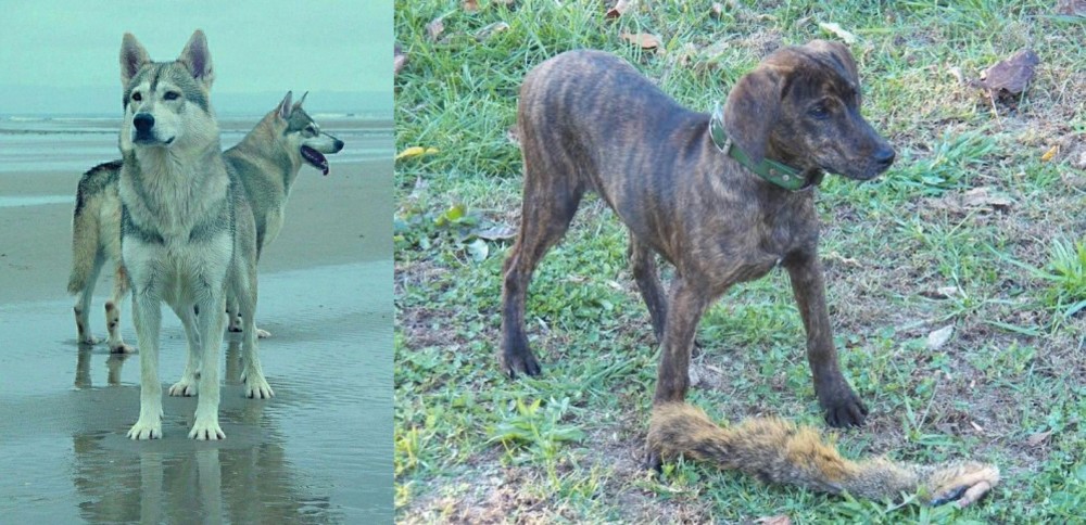 Treeing Cur vs Northern Inuit Dog - Breed Comparison