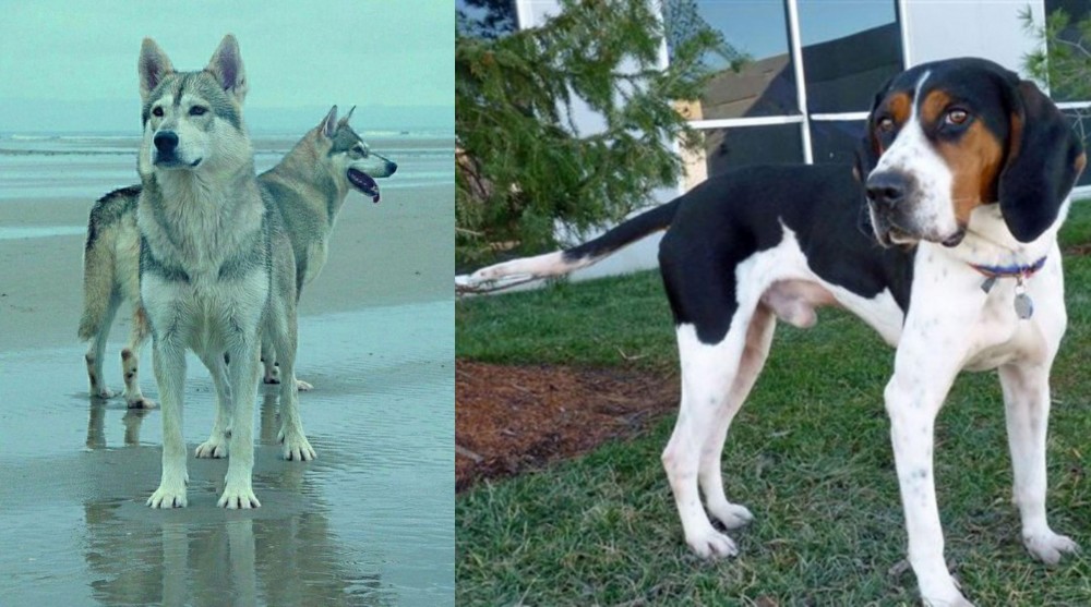 Treeing Walker Coonhound vs Northern Inuit Dog - Breed Comparison