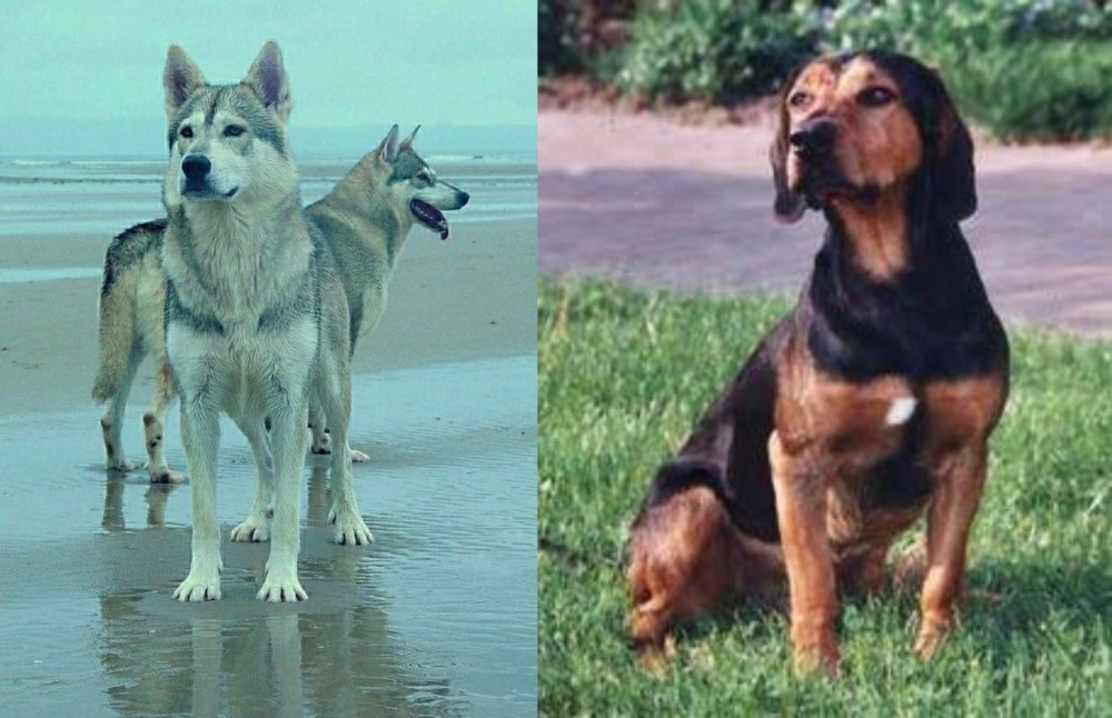 Tyrolean Hound vs Northern Inuit Dog - Breed Comparison