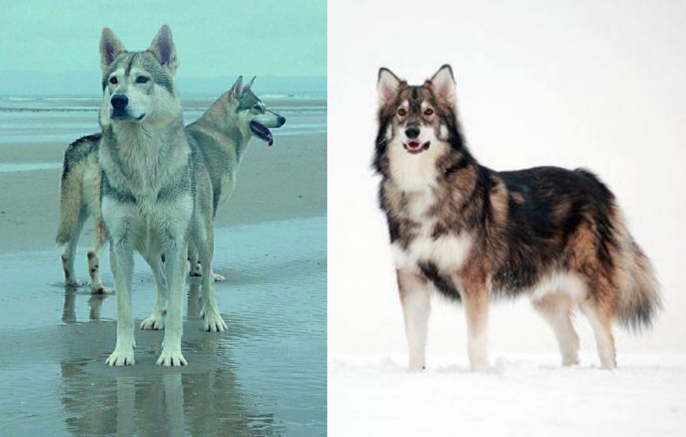 Utonagan vs Northern Inuit Dog - Breed Comparison