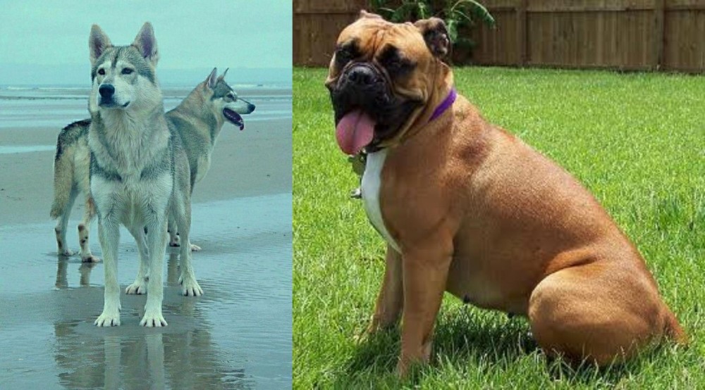 Valley Bulldog vs Northern Inuit Dog - Breed Comparison