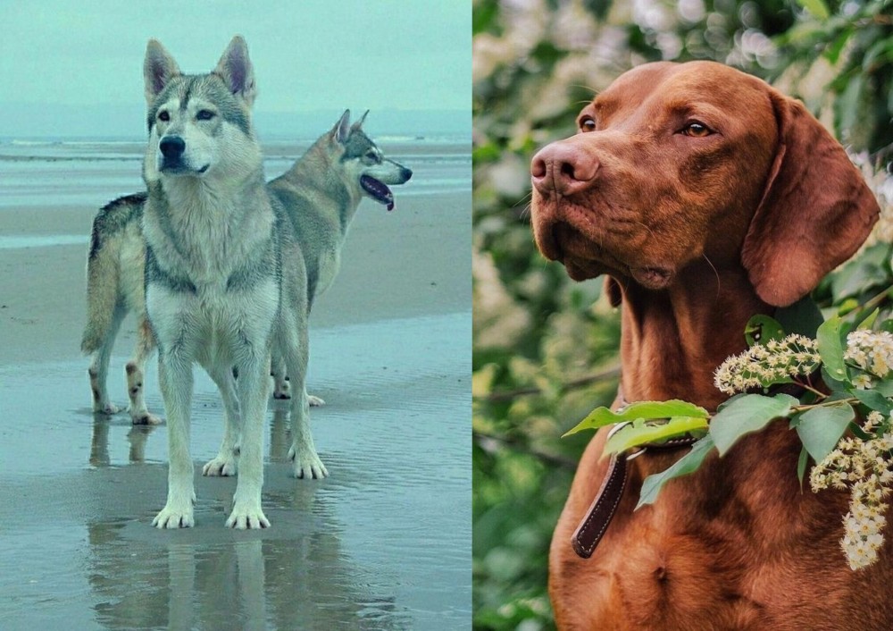Vizsla vs Northern Inuit Dog - Breed Comparison