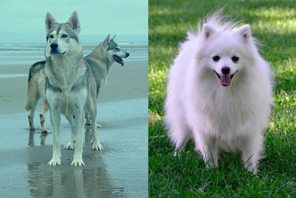 Volpino Italiano vs Northern Inuit Dog - Breed Comparison