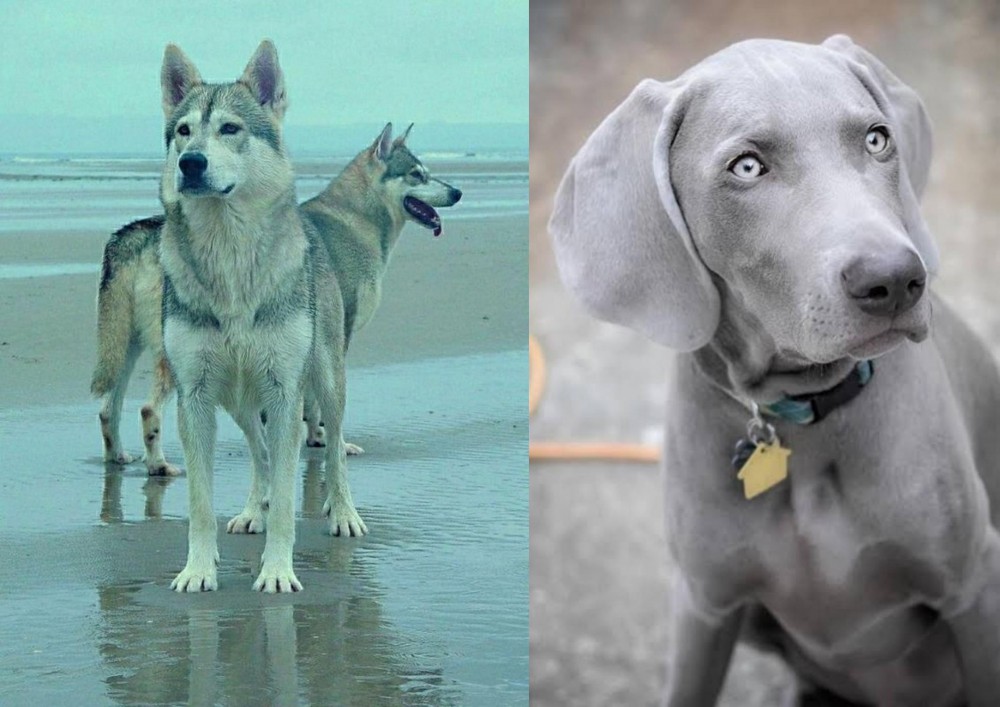 Weimaraner vs Northern Inuit Dog - Breed Comparison