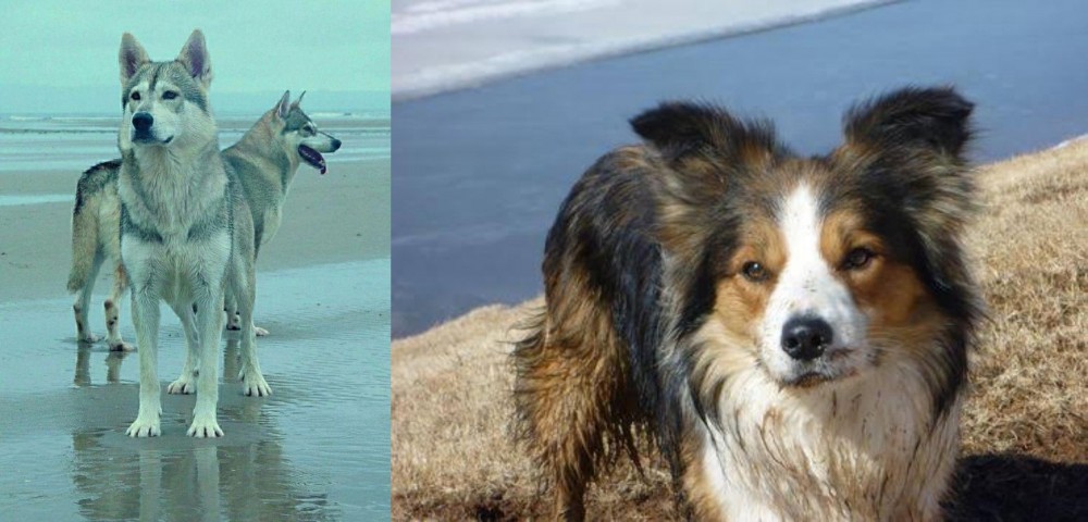 Welsh Sheepdog vs Northern Inuit Dog - Breed Comparison