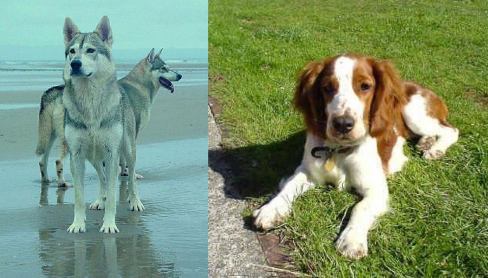 Welsh Springer Spaniel vs Northern Inuit Dog - Breed Comparison