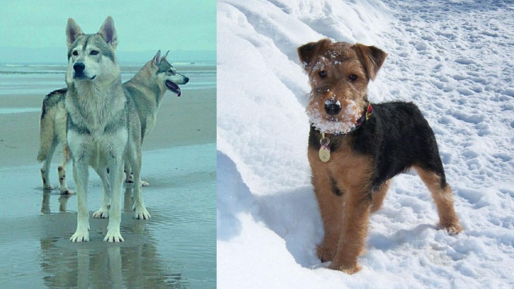 Welsh Terrier vs Northern Inuit Dog - Breed Comparison