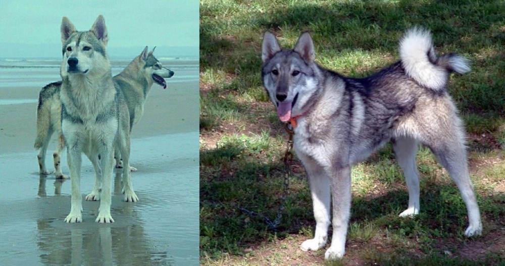 West Siberian Laika vs Northern Inuit Dog - Breed Comparison
