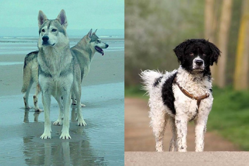 Wetterhoun vs Northern Inuit Dog - Breed Comparison