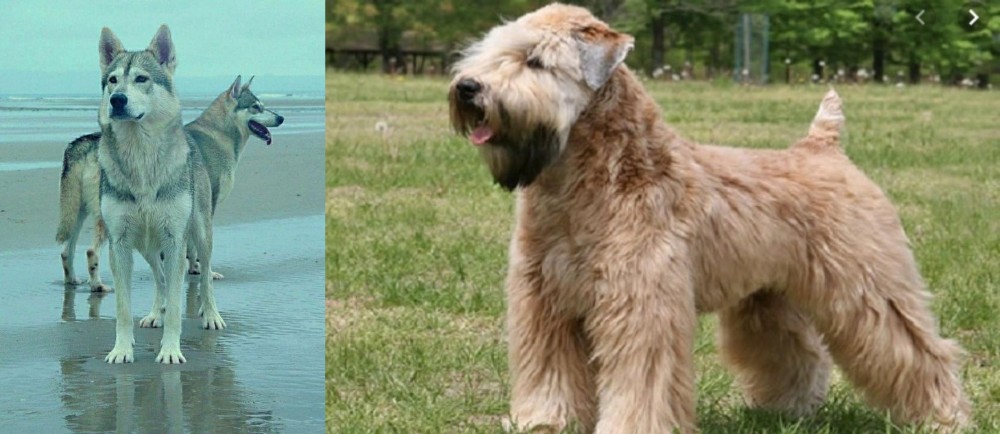 Wheaten Terrier vs Northern Inuit Dog - Breed Comparison