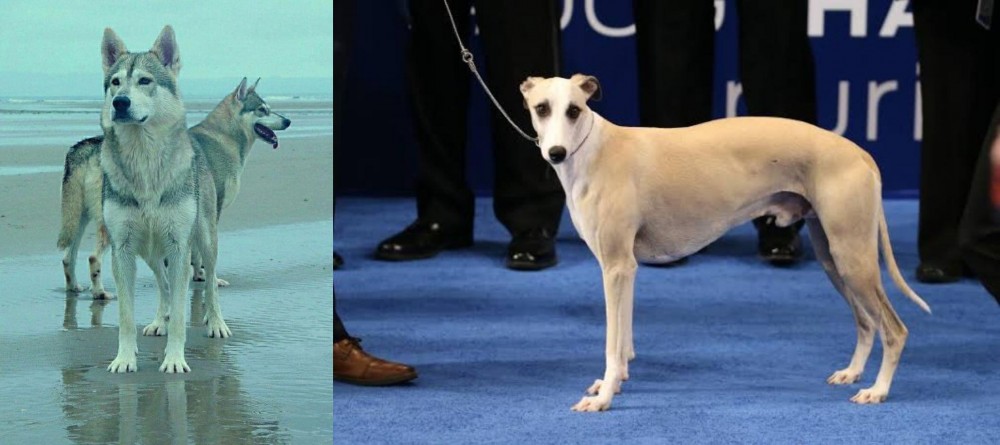 Whippet vs Northern Inuit Dog - Breed Comparison