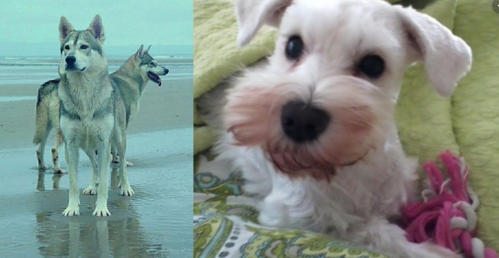White Schnauzer vs Northern Inuit Dog - Breed Comparison