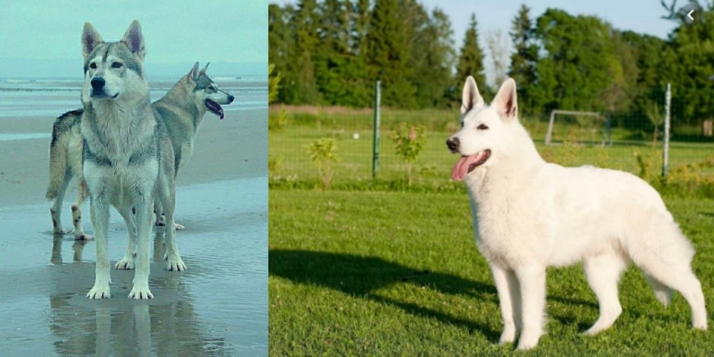 White Shepherd vs Northern Inuit Dog - Breed Comparison
