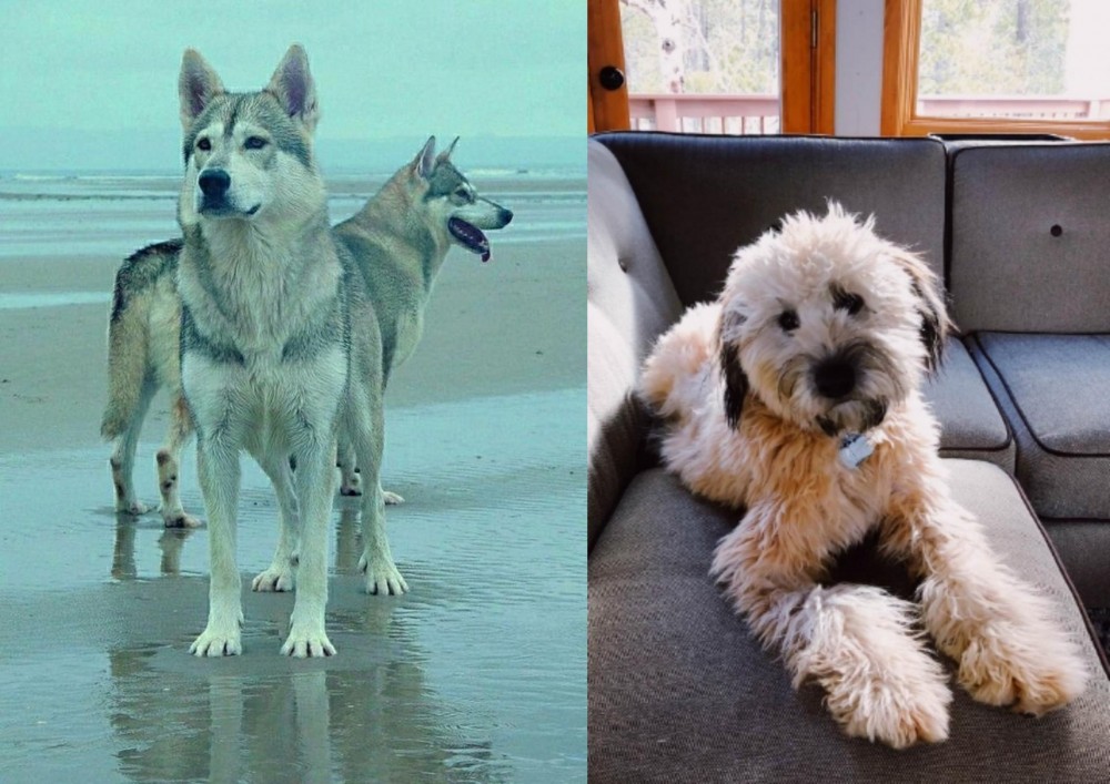 Whoodles vs Northern Inuit Dog - Breed Comparison