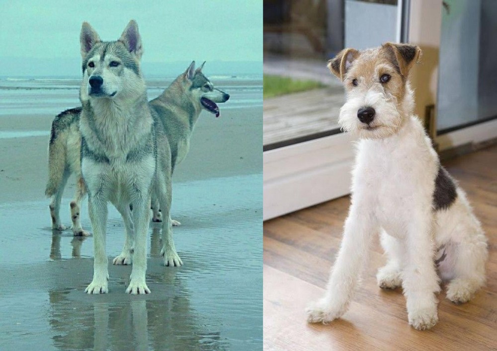 Wire Fox Terrier vs Northern Inuit Dog - Breed Comparison
