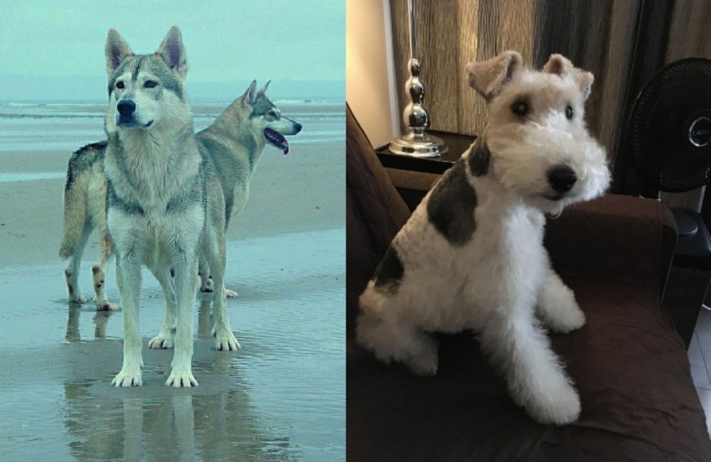 Wire Haired Fox Terrier vs Northern Inuit Dog - Breed Comparison