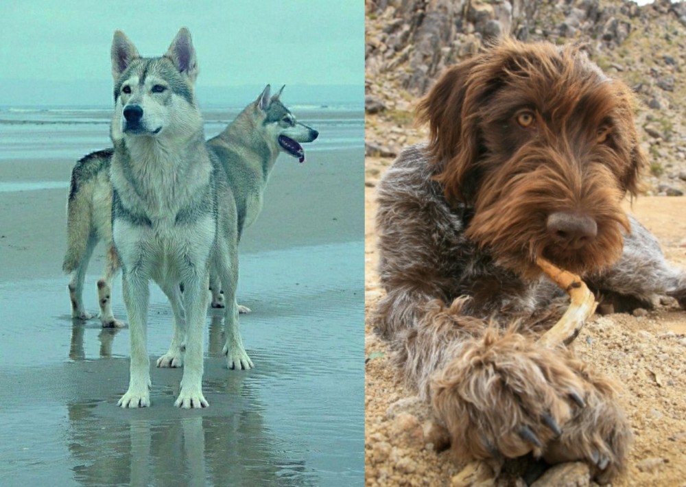 Wirehaired Pointing Griffon vs Northern Inuit Dog - Breed Comparison
