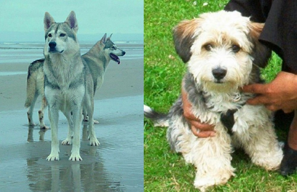 Yo-Chon vs Northern Inuit Dog - Breed Comparison