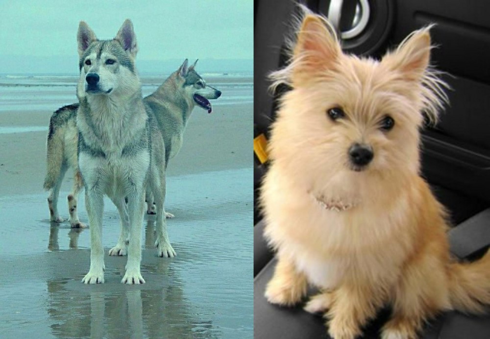 Yoranian vs Northern Inuit Dog - Breed Comparison