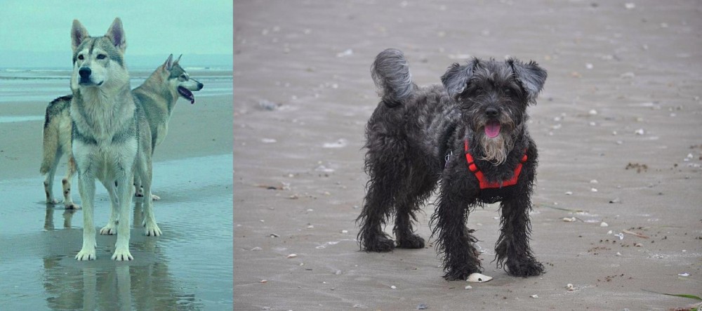 YorkiePoo vs Northern Inuit Dog - Breed Comparison