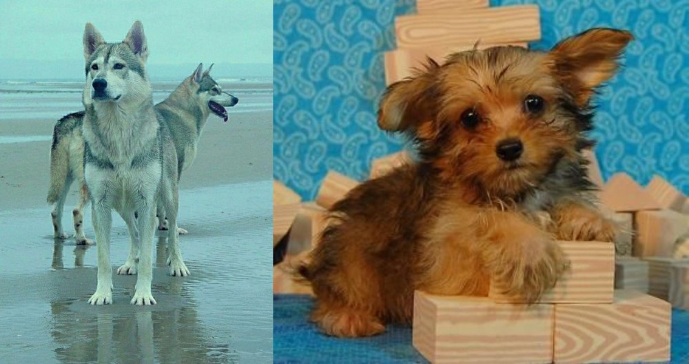 Yorkillon vs Northern Inuit Dog - Breed Comparison