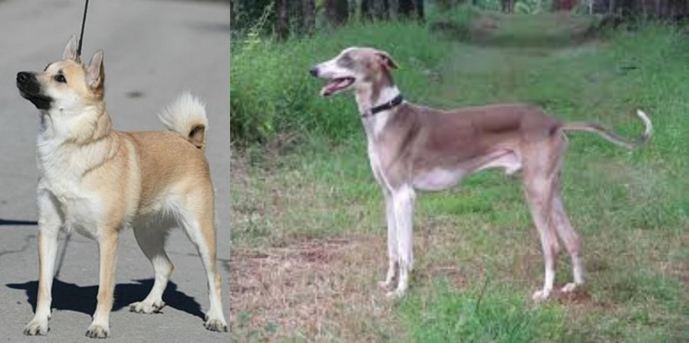 Mudhol Hound vs Norwegian Buhund - Breed Comparison