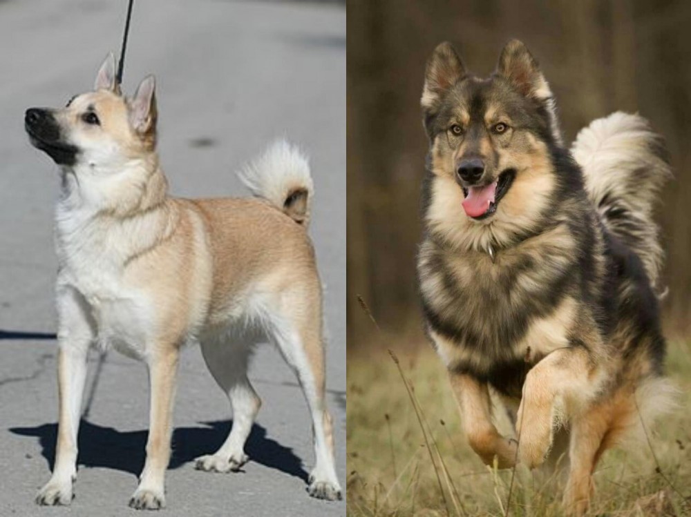 Native American Indian Dog vs Norwegian Buhund - Breed Comparison