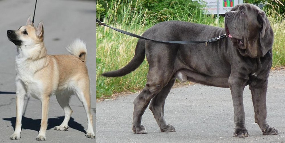 Neapolitan Mastiff vs Norwegian Buhund - Breed Comparison
