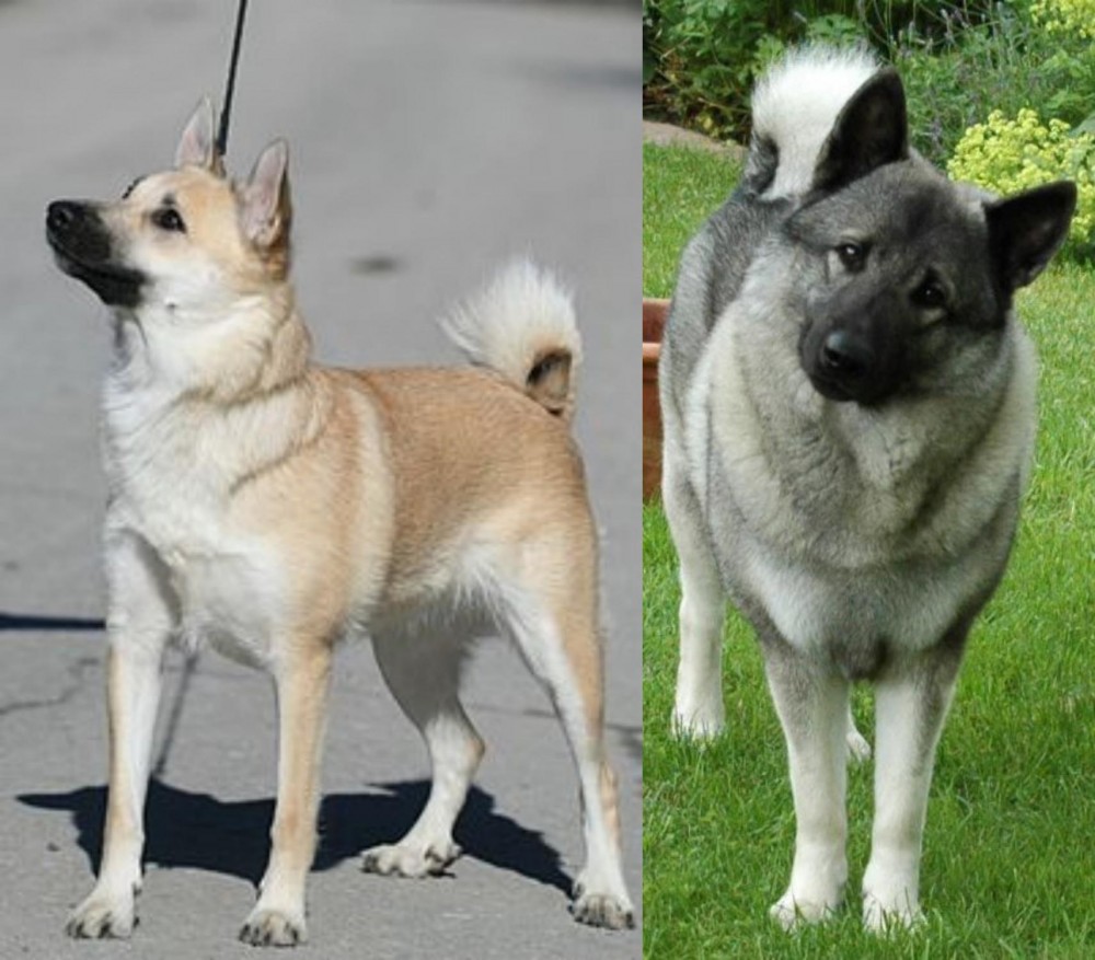 Norwegian Elkhound vs Norwegian Buhund - Breed Comparison