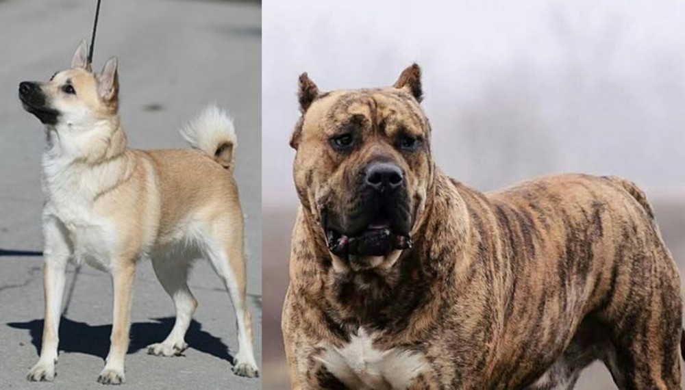 Perro de Presa Canario vs Norwegian Buhund - Breed Comparison