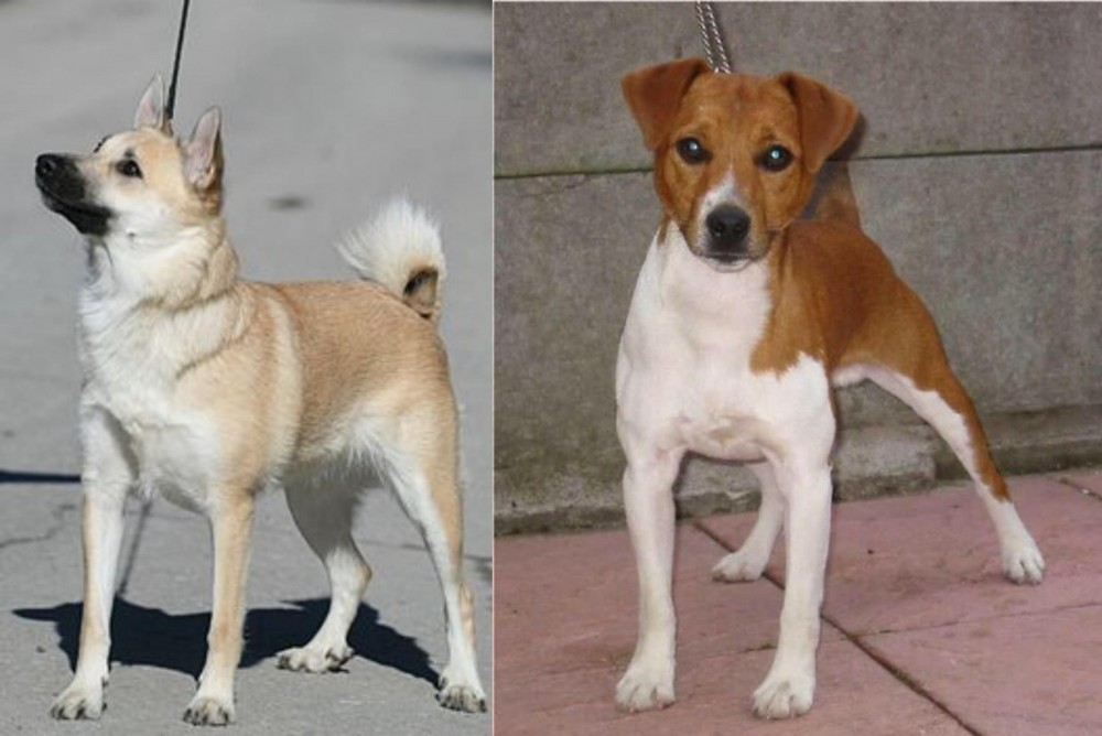 Plummer Terrier vs Norwegian Buhund - Breed Comparison