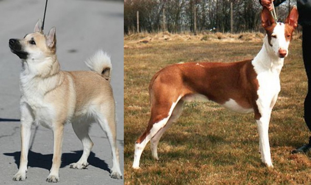 Podenco Canario vs Norwegian Buhund - Breed Comparison