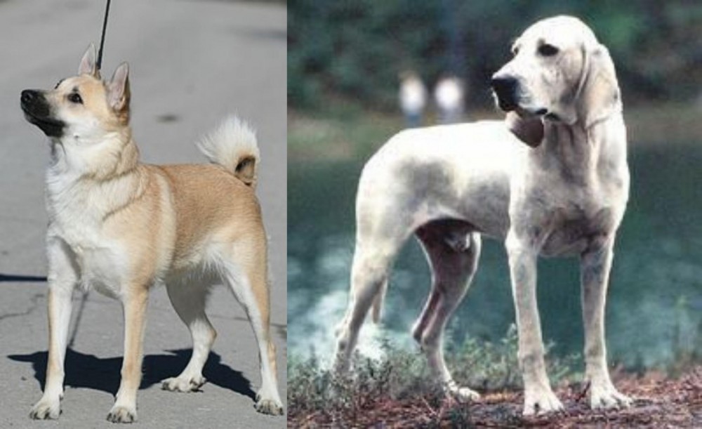 Porcelaine vs Norwegian Buhund - Breed Comparison