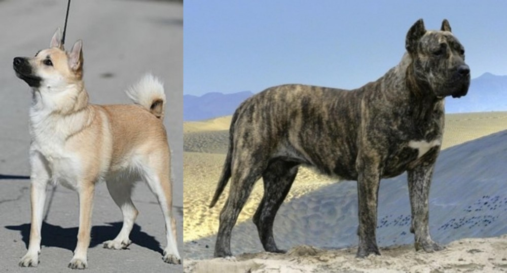 Presa Canario vs Norwegian Buhund - Breed Comparison