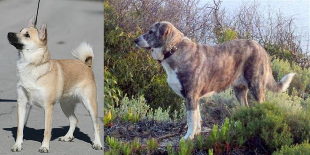 Rafeiro do Alentejo vs Norwegian Buhund - Breed Comparison