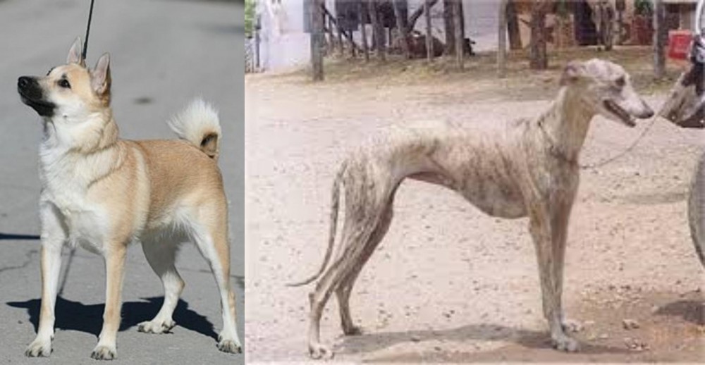 Rampur Greyhound vs Norwegian Buhund - Breed Comparison