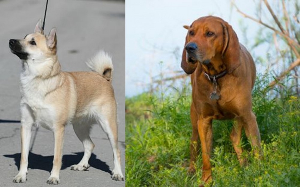 Redbone Coonhound vs Norwegian Buhund - Breed Comparison