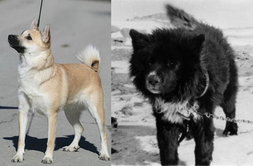 Sakhalin Husky vs Norwegian Buhund - Breed Comparison