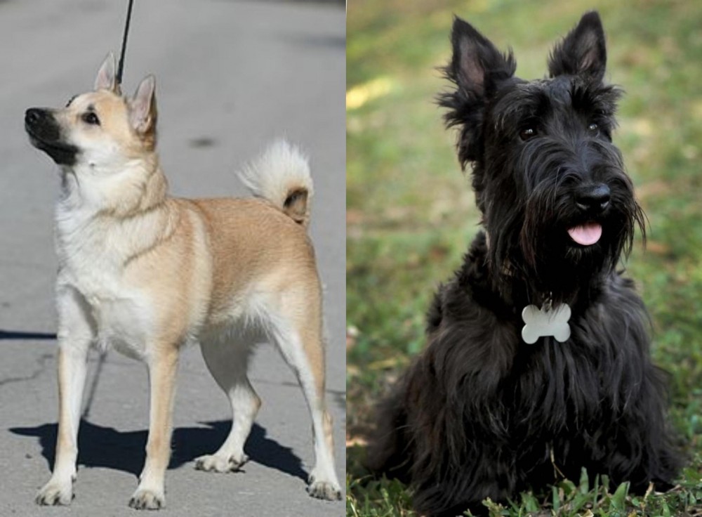 Scoland Terrier vs Norwegian Buhund - Breed Comparison