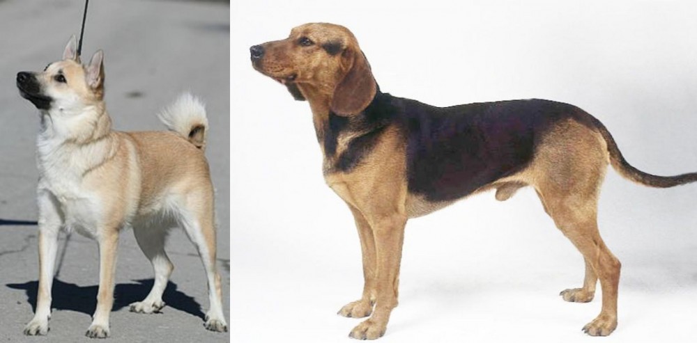Serbian Hound vs Norwegian Buhund - Breed Comparison
