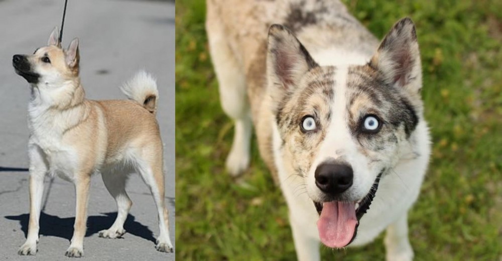 Shepherd Husky vs Norwegian Buhund - Breed Comparison