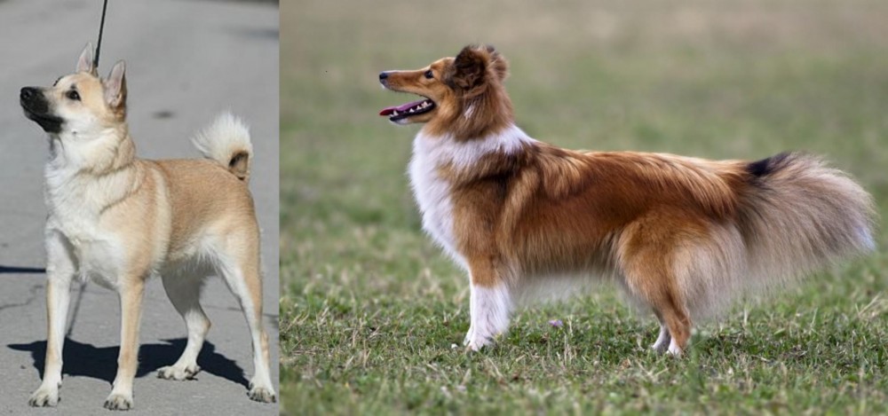 Shetland Sheepdog vs Norwegian Buhund - Breed Comparison