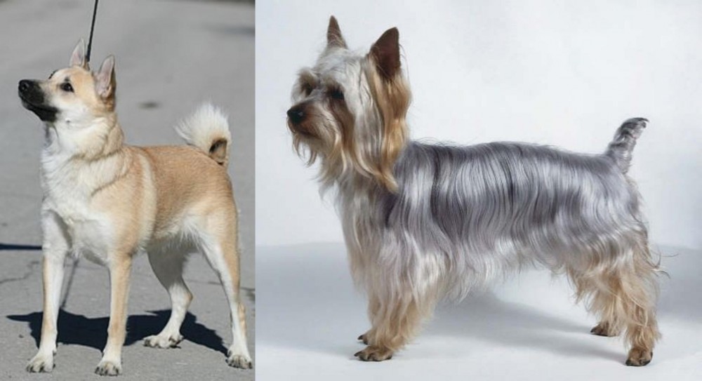 Silky Terrier vs Norwegian Buhund - Breed Comparison