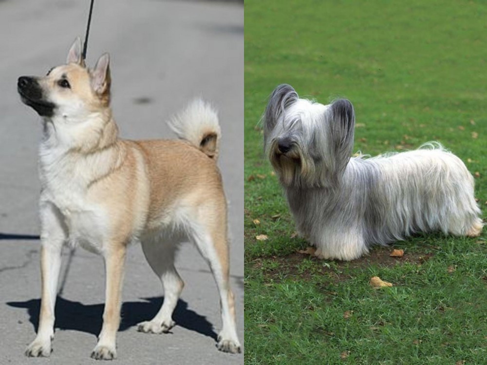 Skye Terrier vs Norwegian Buhund - Breed Comparison