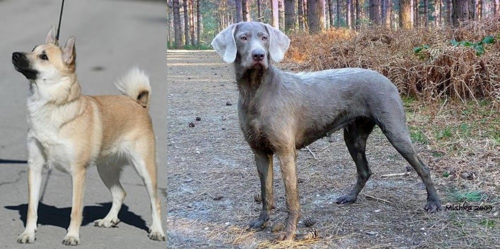 Slovensky Hrubosrsty Stavac vs Norwegian Buhund - Breed Comparison