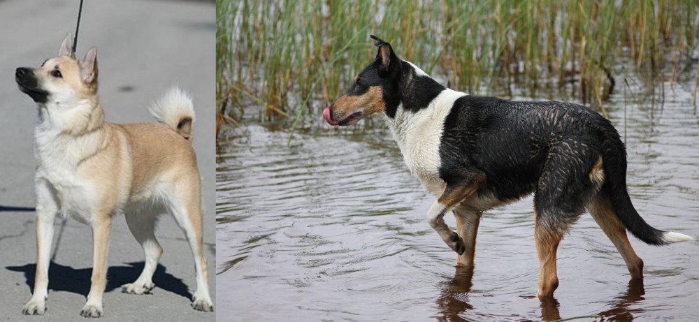 Smooth Collie vs Norwegian Buhund - Breed Comparison