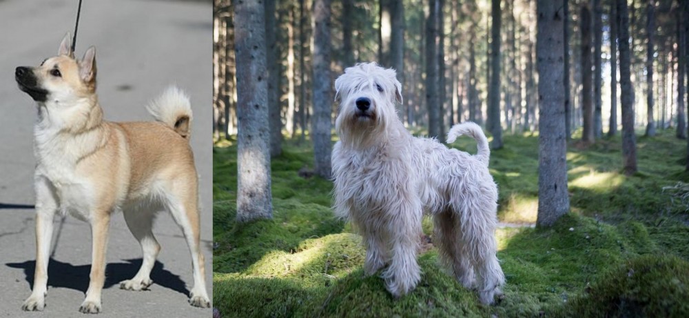 Soft-Coated Wheaten Terrier vs Norwegian Buhund - Breed Comparison