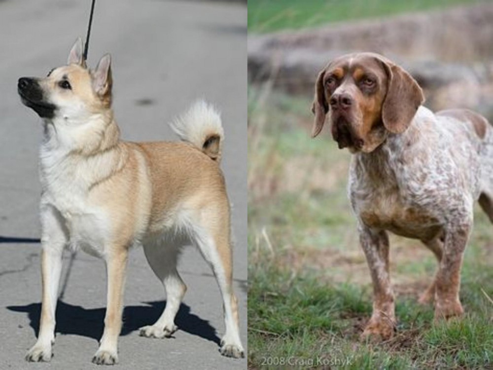 Spanish Pointer vs Norwegian Buhund - Breed Comparison