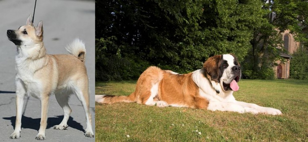 St. Bernard vs Norwegian Buhund - Breed Comparison